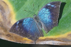 Pseudogerespa pseudogerespa - Blauer Beilflügel